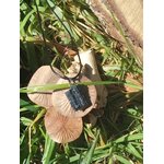 Pendentif tourmaline noire brute suspendu sur champignons en décor forêt, bijou en pierre naturelle évoquant l’enracinement, la vigilance et la solidité émotionnelle.