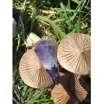 Pendule en améthyste naturelle avec chaîne argentée, posé sur des champignons en pleine nature, outil de radiesthésie ésotérique pour intuition et travail spirituel.