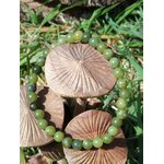 BBracelet jade du Canada 6 mm en cercle sur coquilles avec herbes et feuilles, perles vert olive et vert mousse pour réconfort affectif et confiance tranquille