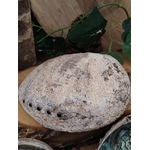Coquille d’ormeau (extérieur) gris moucheté avec rangée de petits trous, posée sur bois et feuillage; idéale en déco ou support fumigation, évoque protection et apaisement.