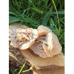 Rose des sables (gypse) beige posée sur une tranche de bois brut, herbes vertes en arrière-plan, lumière douce; ambiance d’ancrage, clarté mentale et apaisement