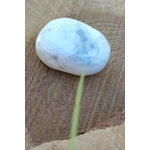 Pierre roulée howlite blanche et grise polie sur support en bois avec brin d’herbe au premier plan, pierre naturelle liée à la paix intérieure, à la parole fluide et à la clarté d’esprit.