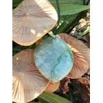 Pendentif en garniérite vert d’eau sur cordon noir, posé sur champignons en bois et feuilles vertes en décor sous-bois, pierre naturelle évoquant l’harmonie du cœur, la paix intérieure et l’ancrage doux.
