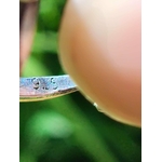 Gros plan sur l’anneau de la bague larimar en argent 925 avec poinçon, tenu entre les doigts sur fond végétal flou, pour authenticité et sérénité.