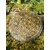 Plateau orgonite obsidienne noire Fleur de Vie sur rocher coquillé au bord de mer en Bretagne, symbole doré lumineux, stabilité émotionnelle et enracinement.