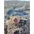 Bague dorée ajustable Améthyste sur roche de bord de mer en Bretagne, acier inoxydable texturé et pierre violette lumineuse.