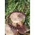 Bracelet grenat 6 mm sur champignons en bois dans l’herbe, perles rouge profond pour courage tranquille, ancrage et stabilité intérieure