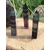 Pointe de fluorite multicolore aux nuances vertes et violettes, posée sur support en bois avec herbes en arrière-plan, pierre naturelle associée à la lucidité, au recul et à l’harmonie intérieure.
