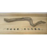 abalone 3