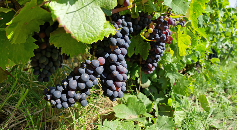 coquet frederic champagne section