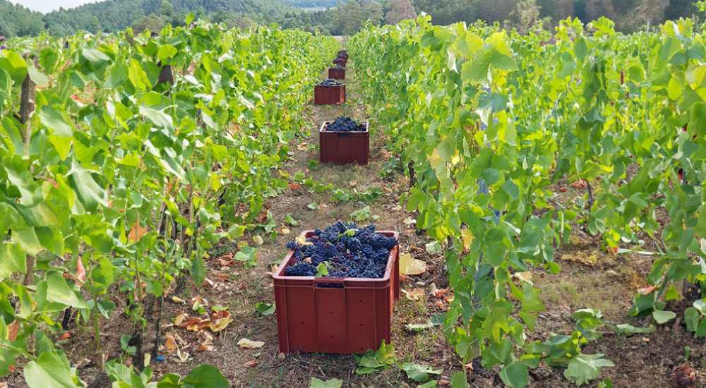 coquet frederic section coteau champenois