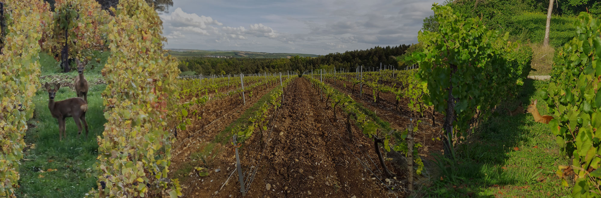 coquet frederic parallax
