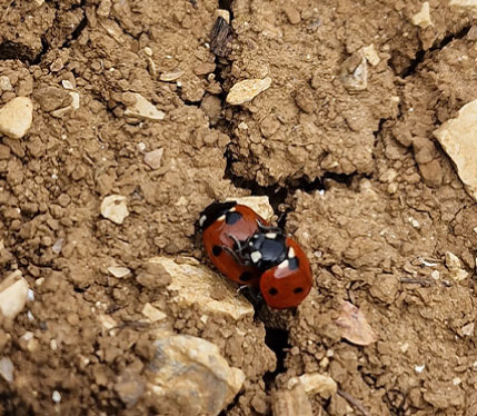 coquet frederic logo coccinelle