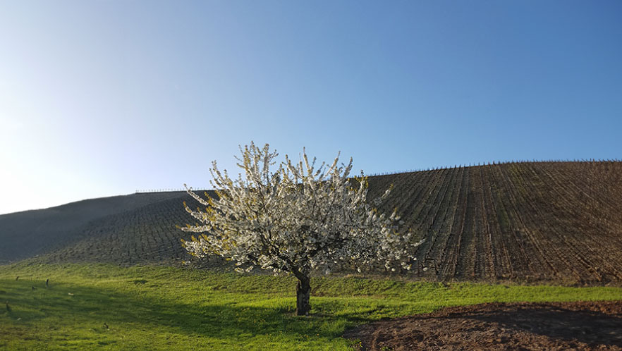 coquet frederic vignes