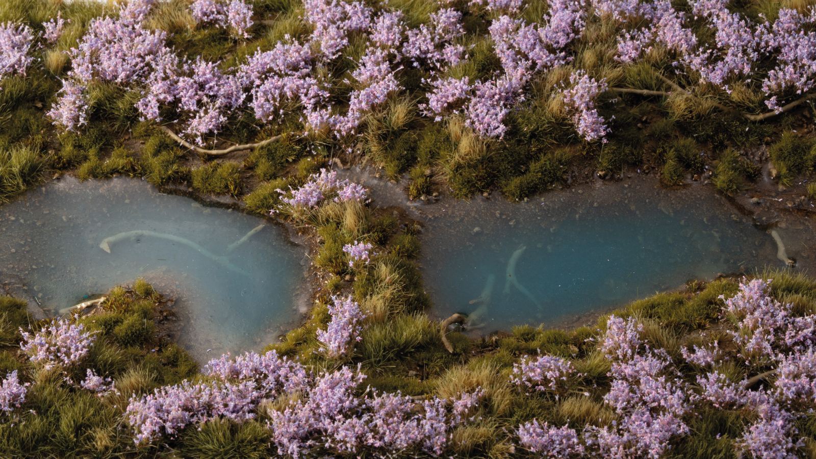 lavender-flowers-diorama-1600x900