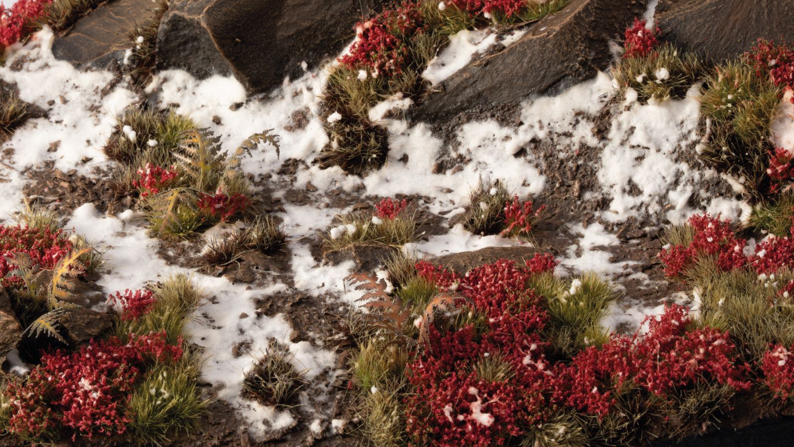 laliguras-flowers-diorama-1600x900