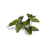 080089_0c707bf8a7174c789cad4aa12ea0005f~mv2