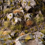 3_Tiny-Dry-Green_Diorama_900x900