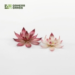 2_Lotus-Flower_Detail_900x900