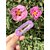 Barrette lilas