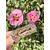 barrette multi