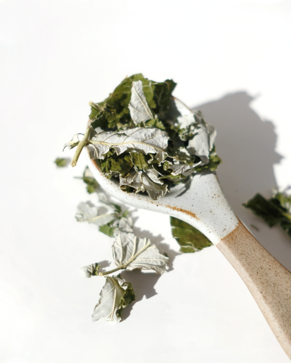 plante medicinale-framboisier-feuille-02