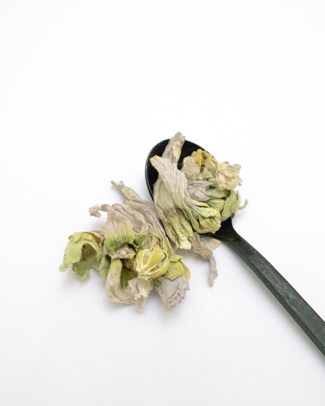 plante medicinale-Guimauve-fleur-02