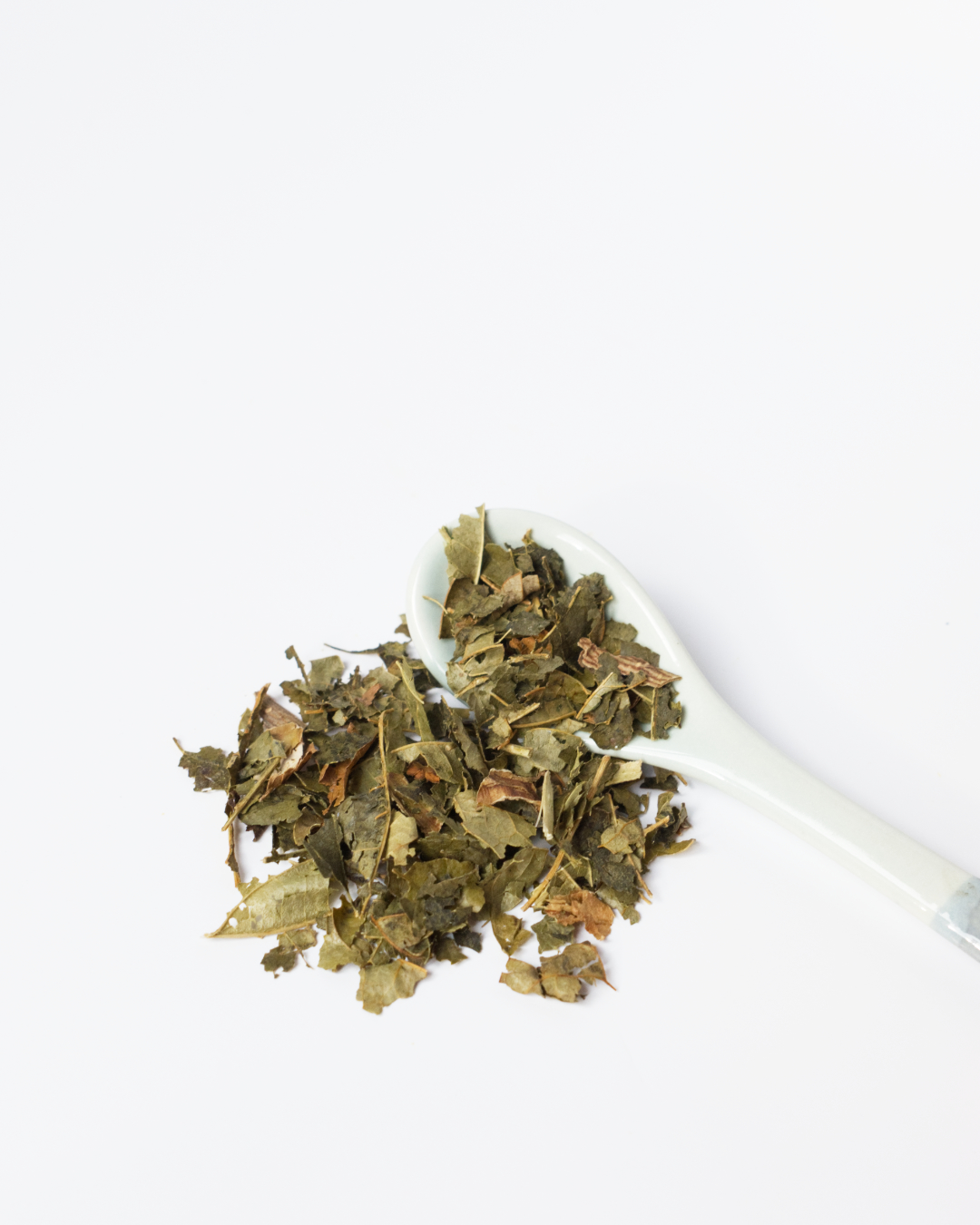 plante medicinale-hamamelis-feuille-02