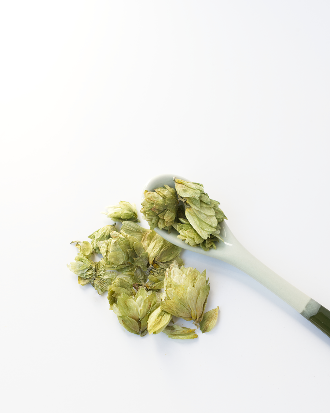 plante medicinale-houblon-cone-02a
