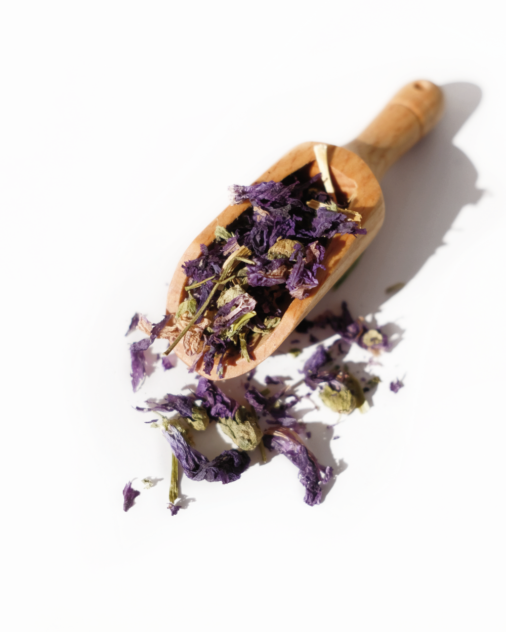 plante medicinale-mauve-fleur-02