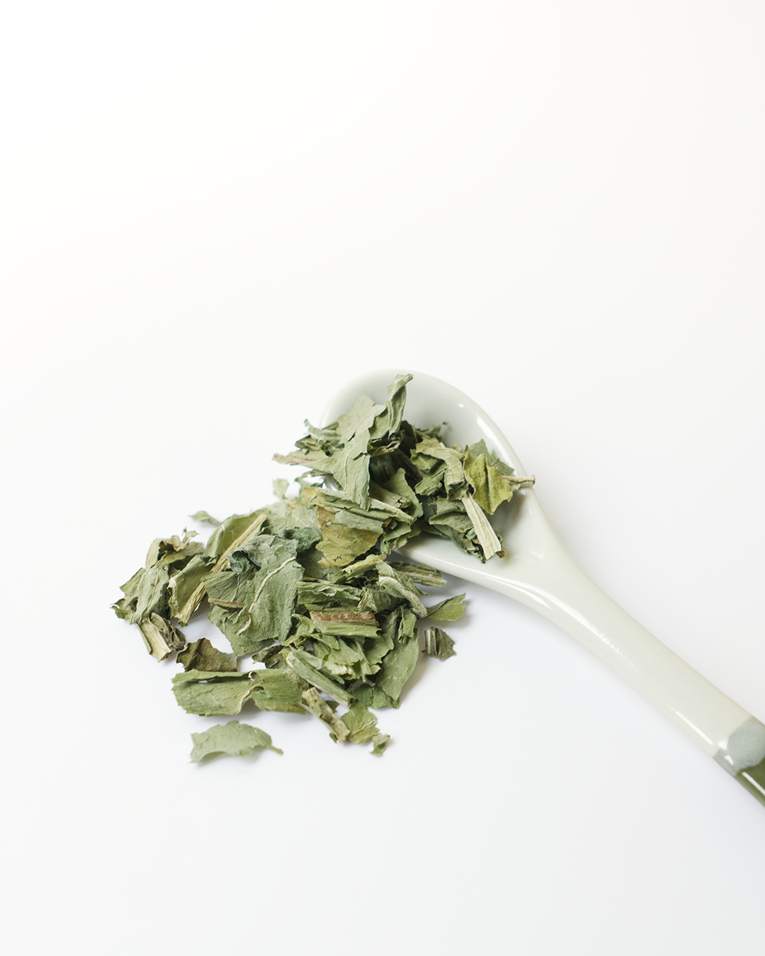 plante medicinale-pissenlit-feuille-02