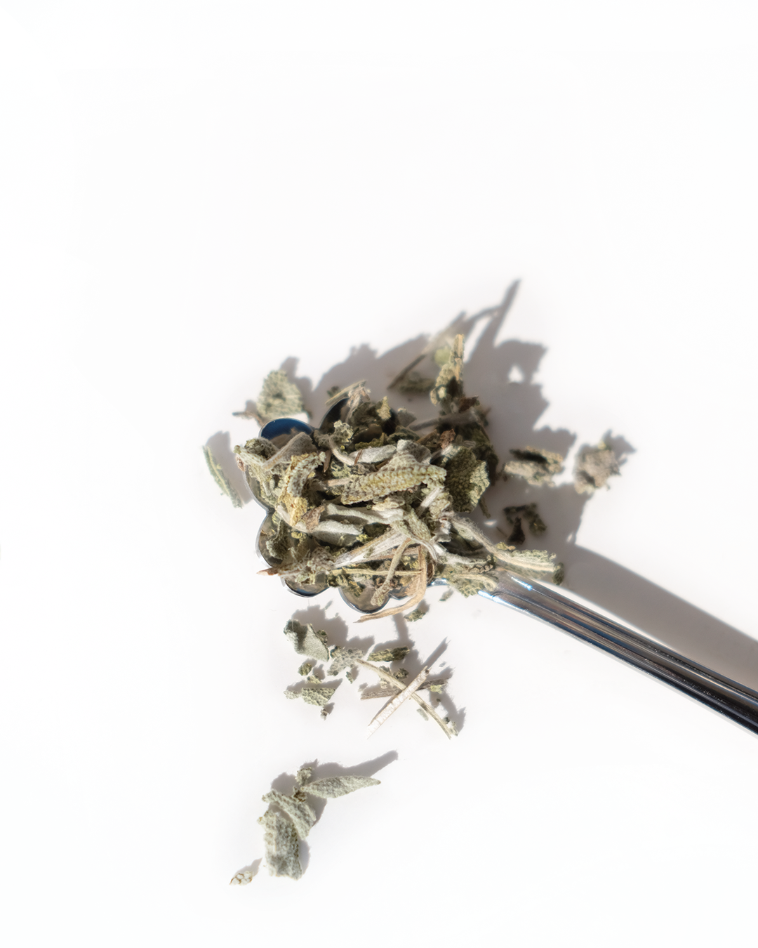 plante medicinale-sauge-feuille-02