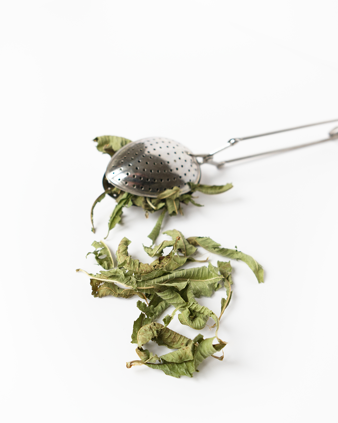 plante medicinale-verveine-feuille-02