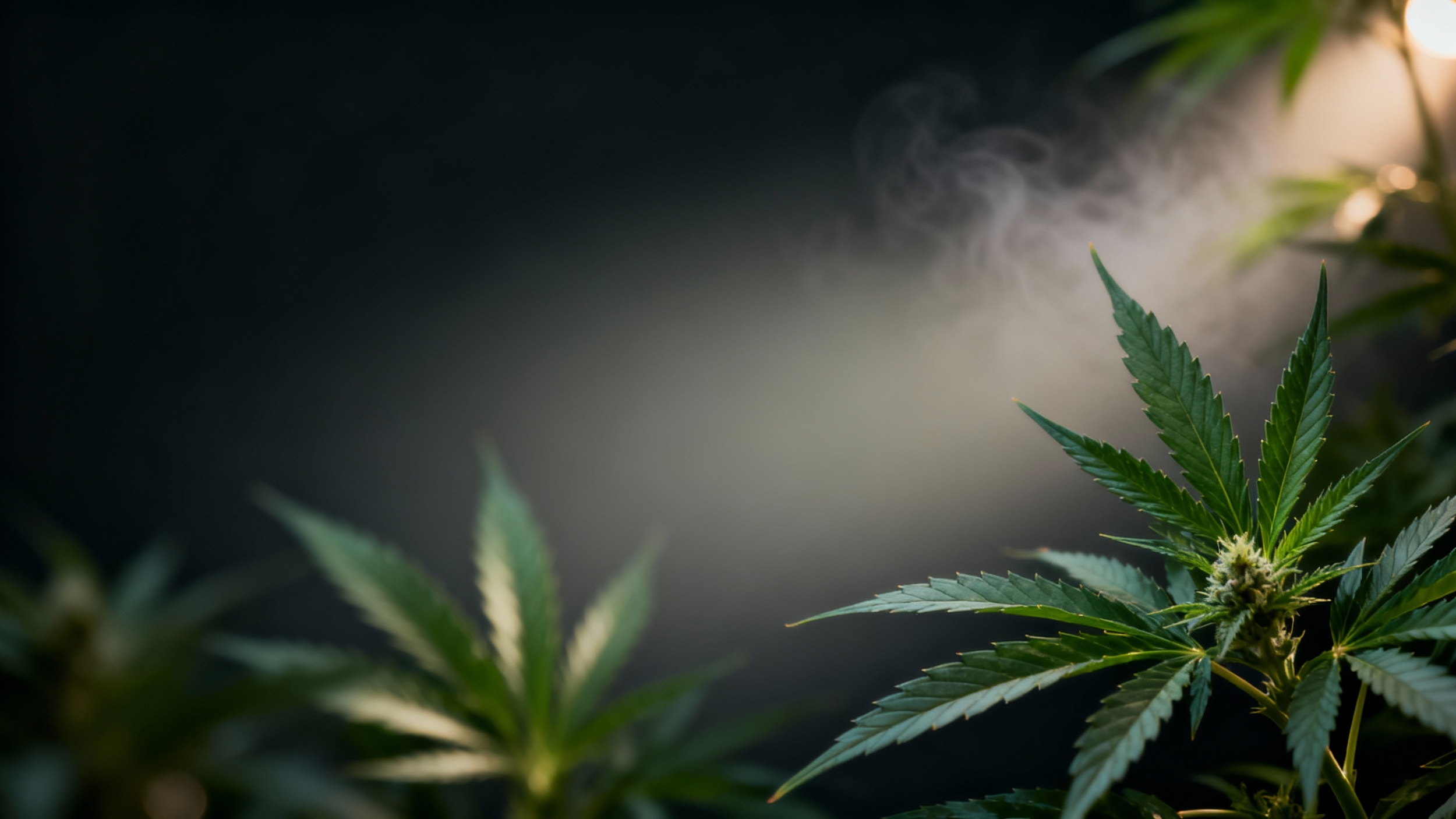 seedream 4 5 a cinematic photo of ultra high end cannabis wellness hero banner dark elegant b 0