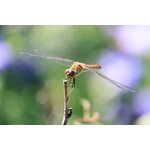 6178Wg0aiVL._AC_SL1500_