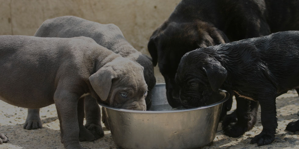 Croquettes chiens