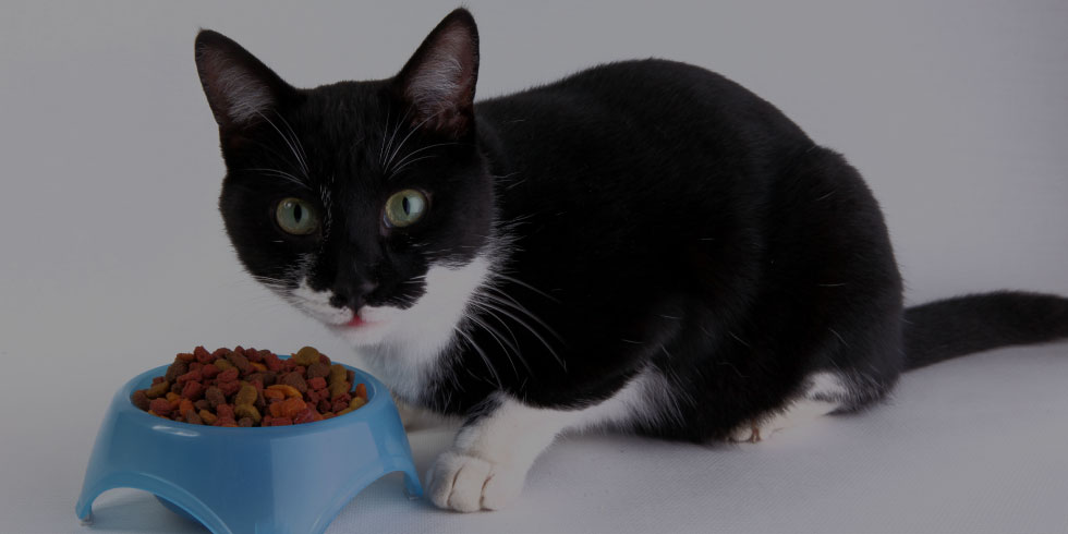 Croquettes chats