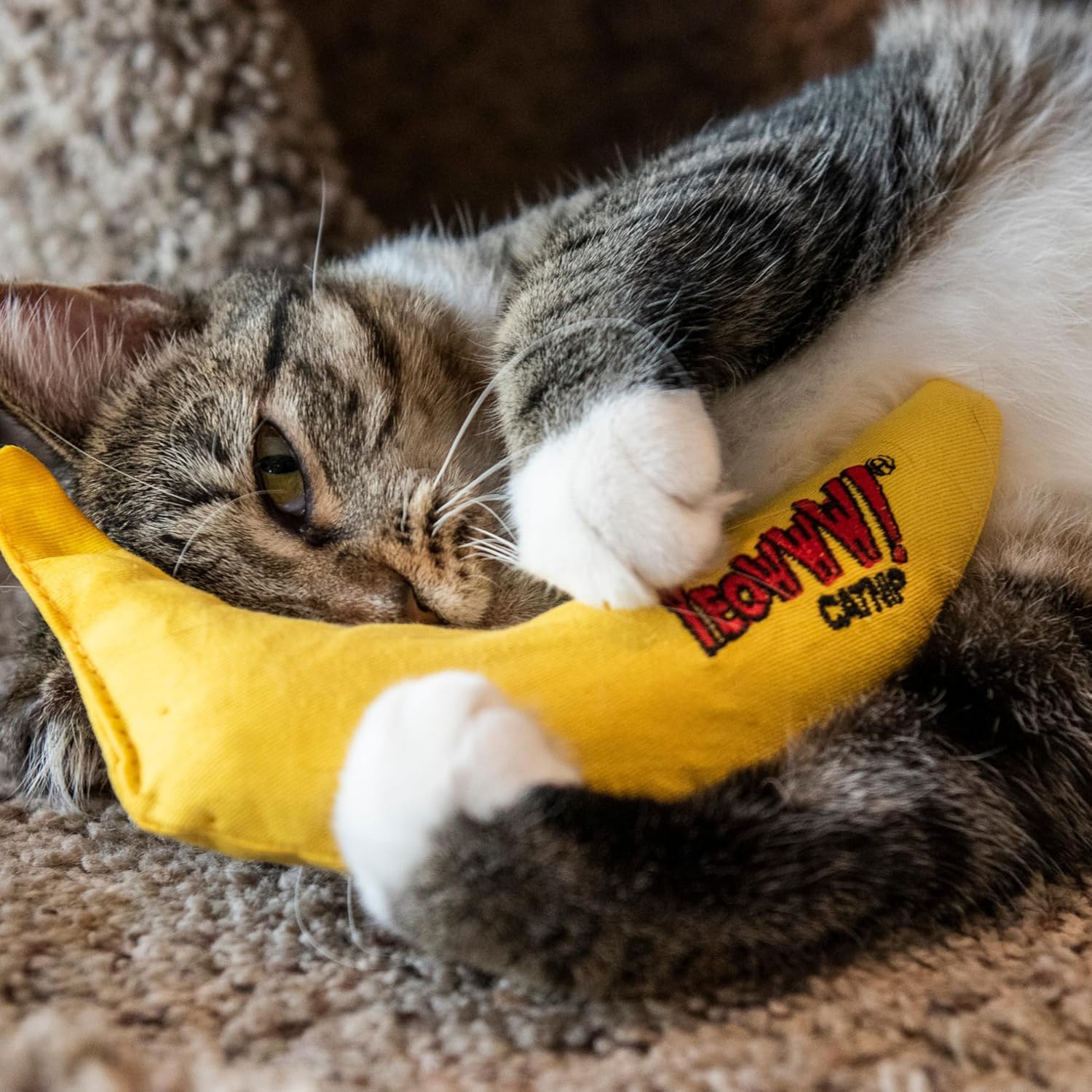 Chat jouant avec jouet banane Yeowww rempli d’herbe à chat.