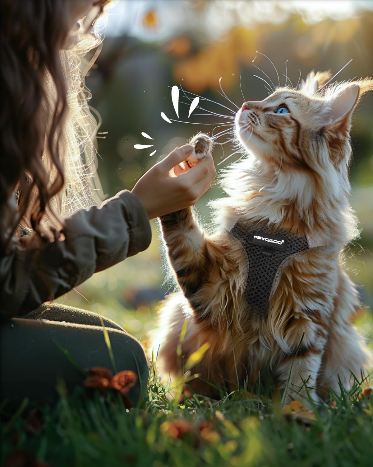 Harnais noir FAYOGOO ajusté sur un chaton prêt pour une promenade.