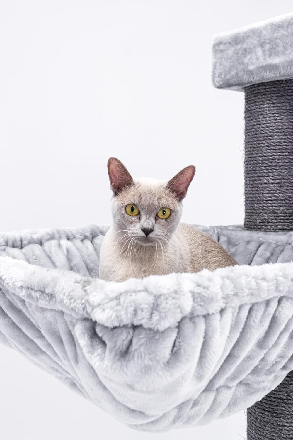 Chat Maine Coon allongé dans le hamac XL suspendu gris.