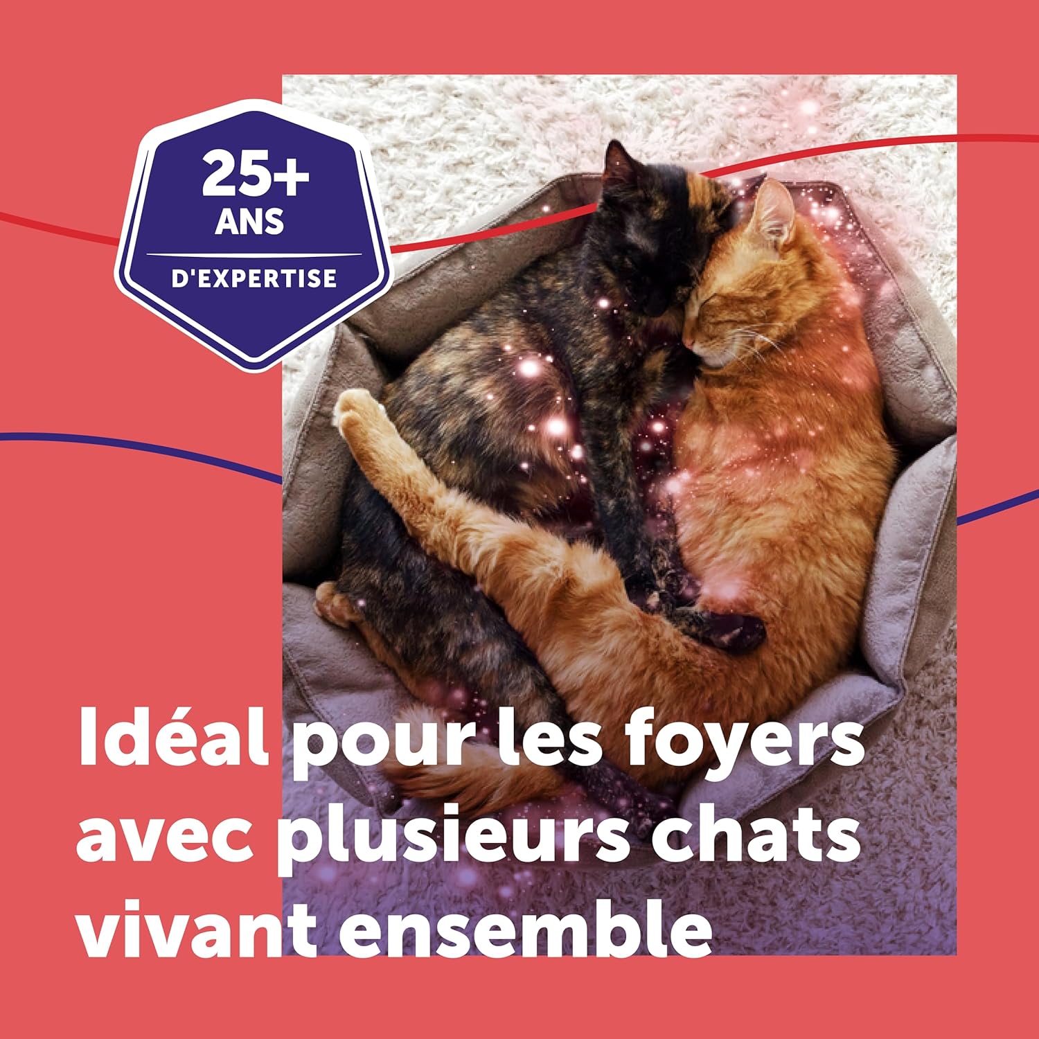 Chats calmes et détendus autour du diffuseur FELIWAY Friends en fonctionnement