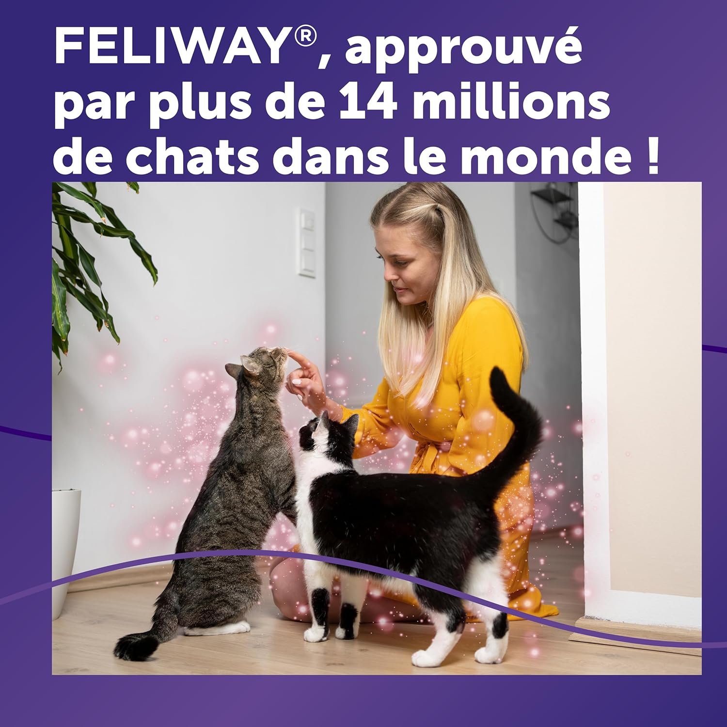 Ambiance harmonieuse à la maison avec plusieurs chats grâce aux phéromones FELIWAY