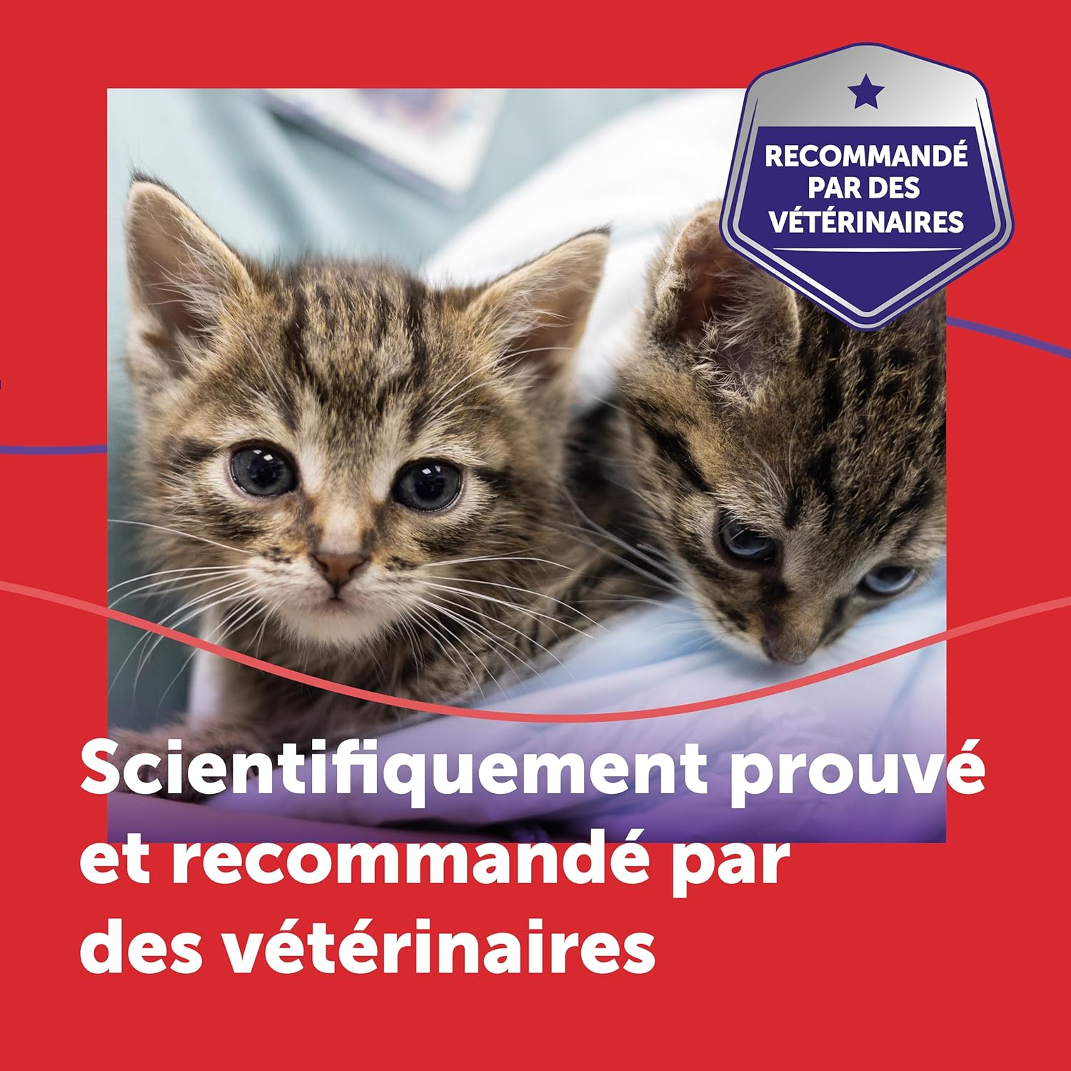 Chats apaisés jouant ensemble dans une maison paisible grâce à FELIWAY Friends