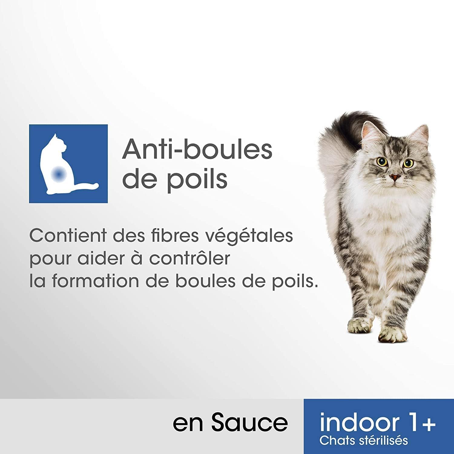 chat d’intérieur adulte savourant sa pâtée poulet saumon