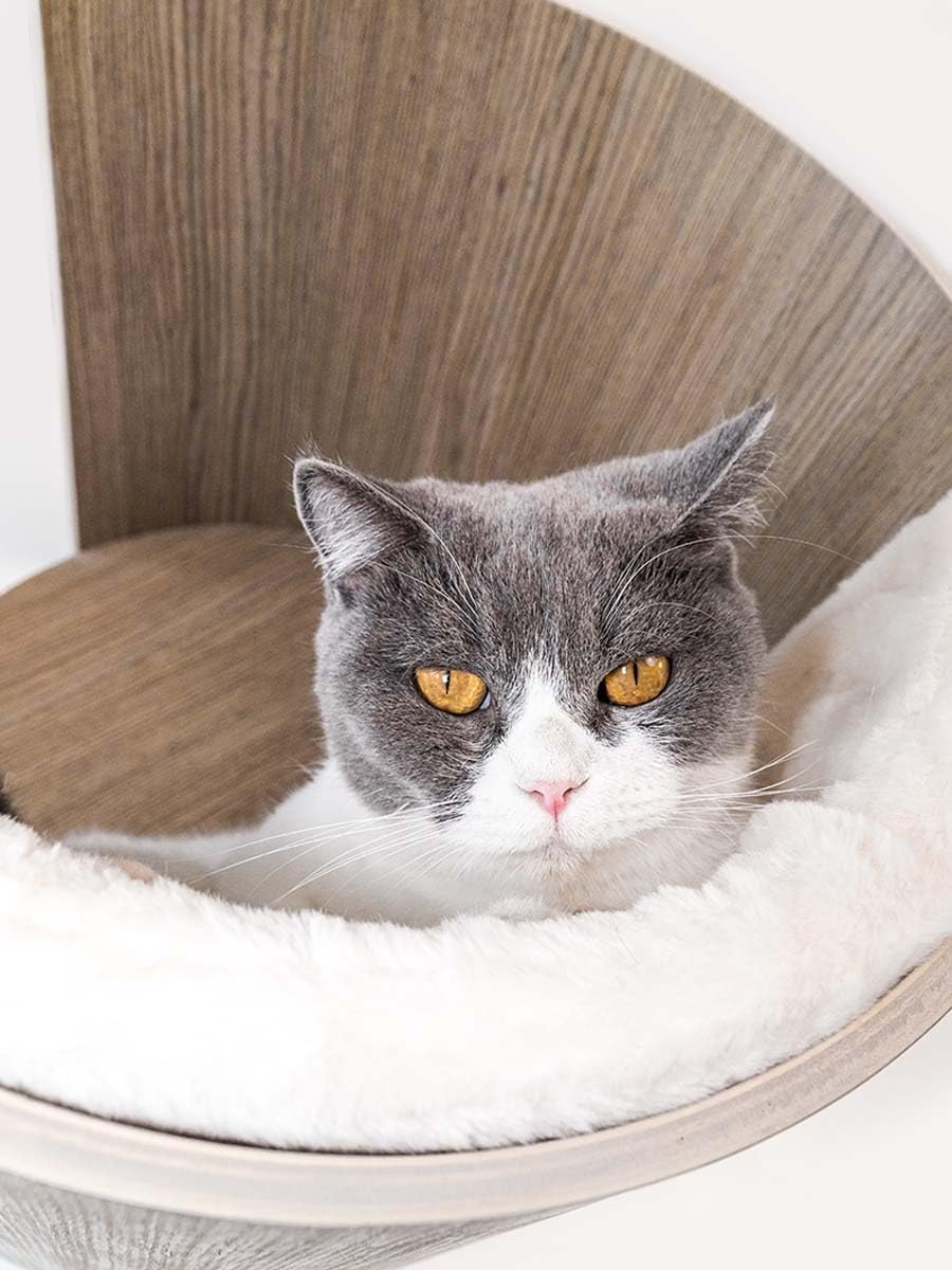 Chat se reposant dans l’abri mural Petrebels Moon