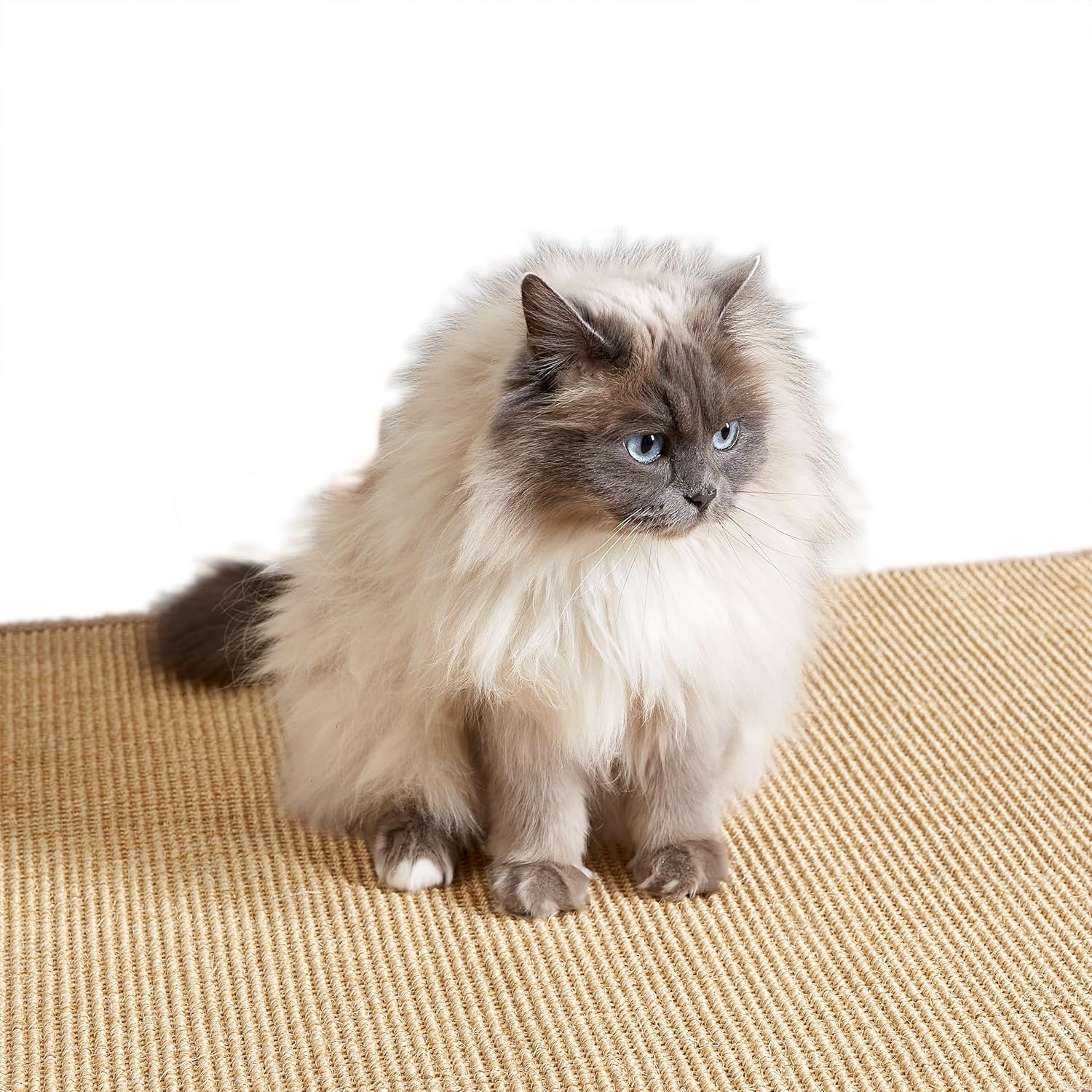 Chaton jouant sur tapis griffoir sisal naturel antidérapant