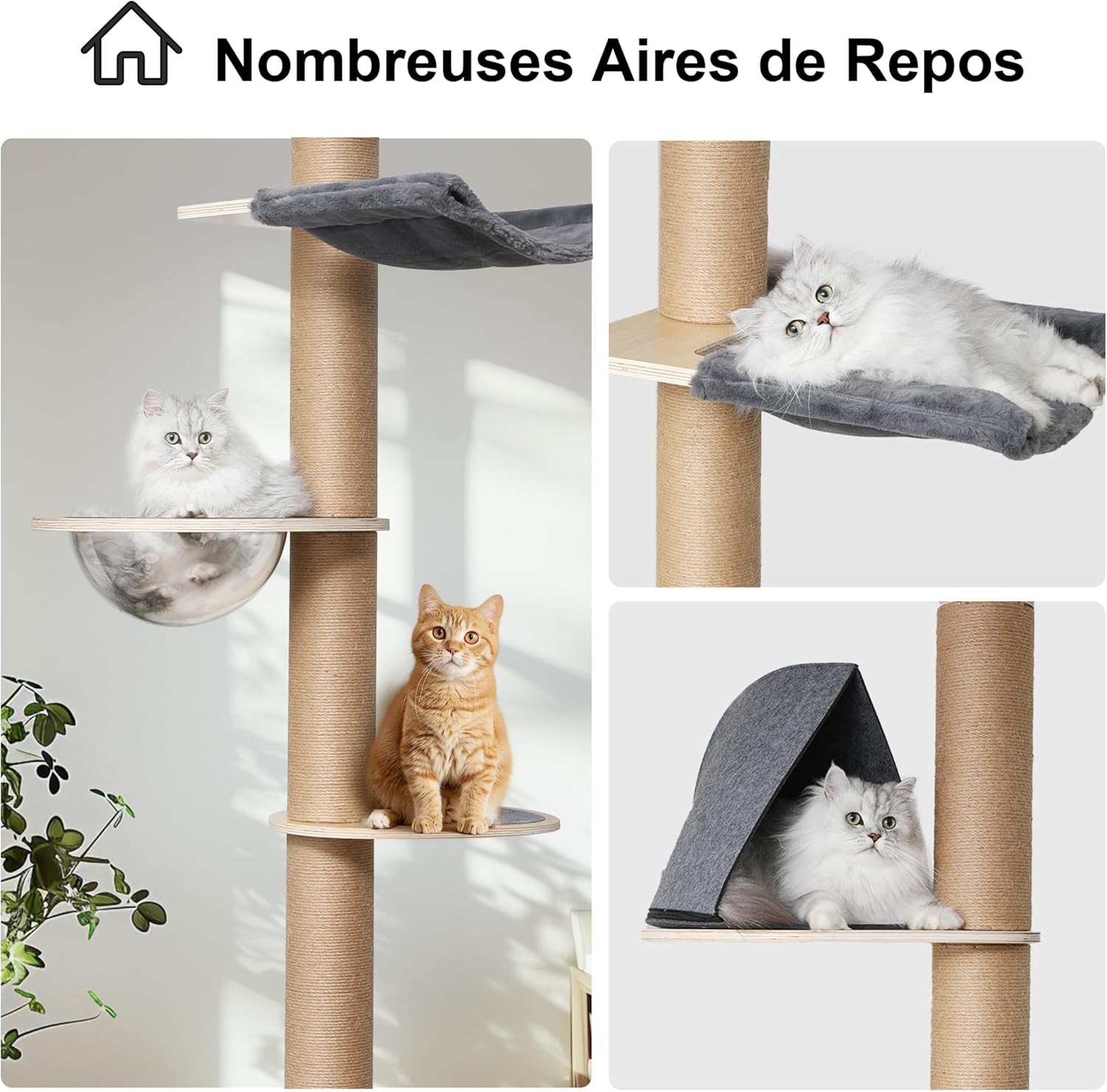 capsule panoramique transparente arbre à chat haut design