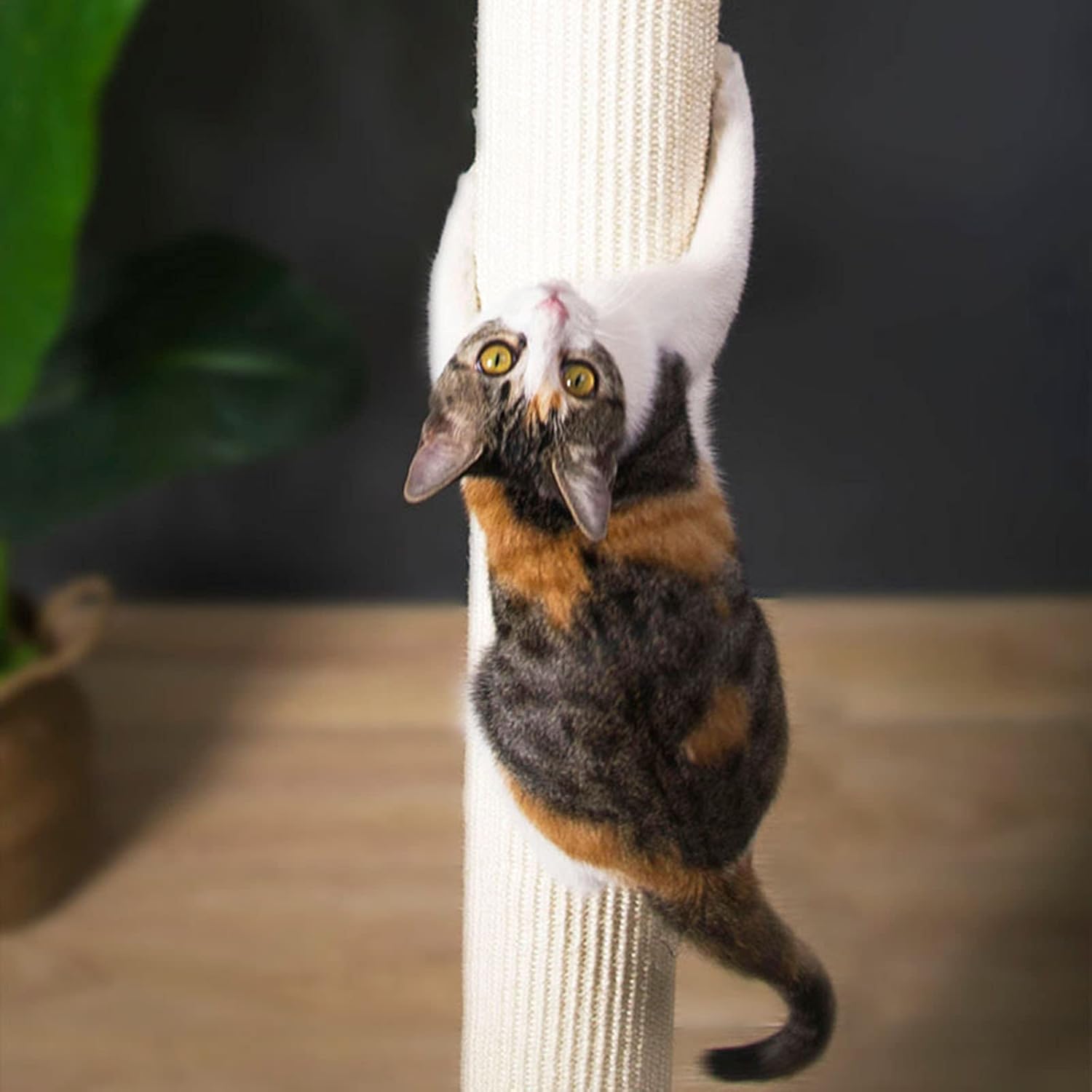 fixation ventouse arbre à chat sur mur peint