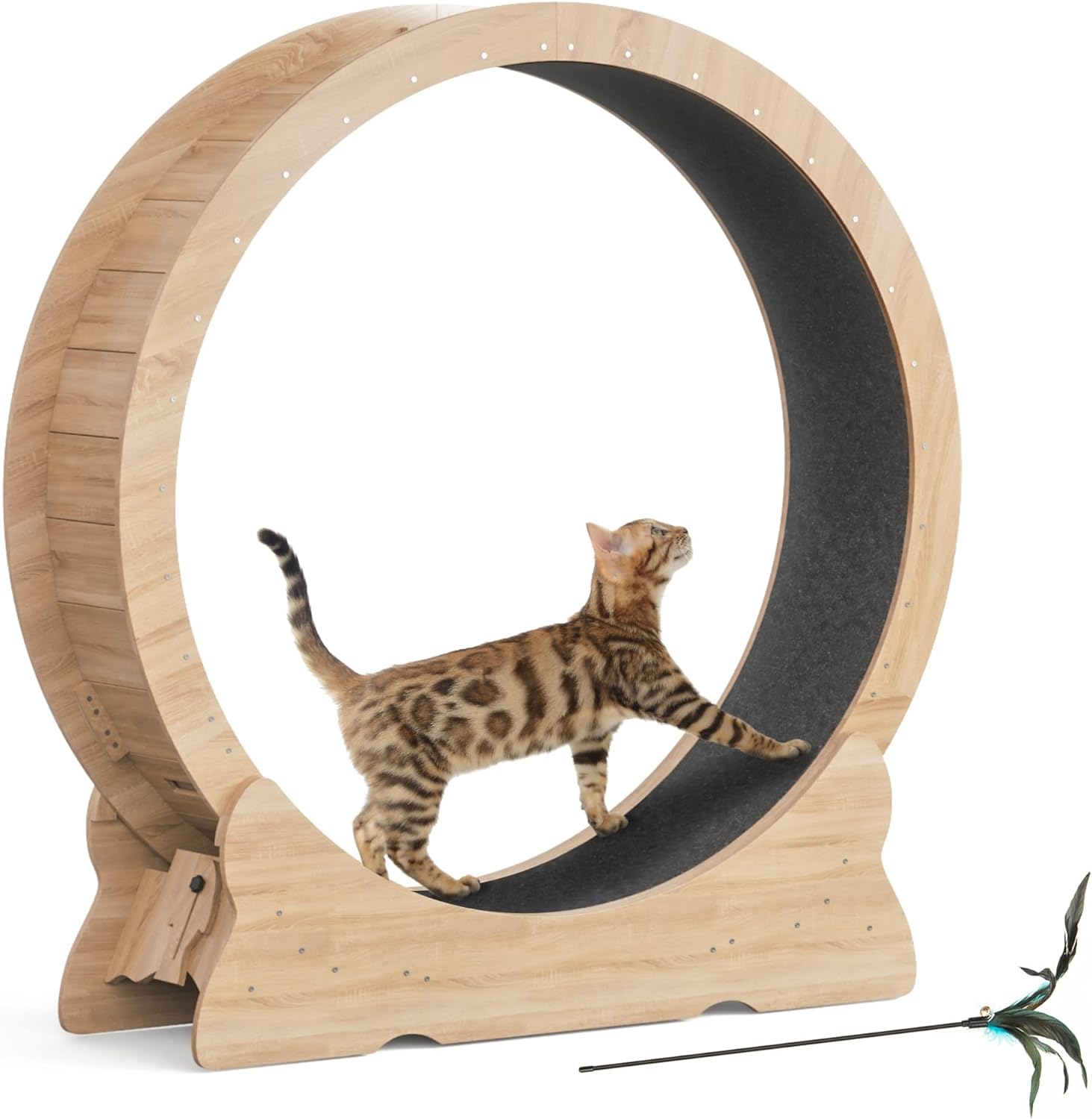 chat jouant sur roue avec jouet à plumes