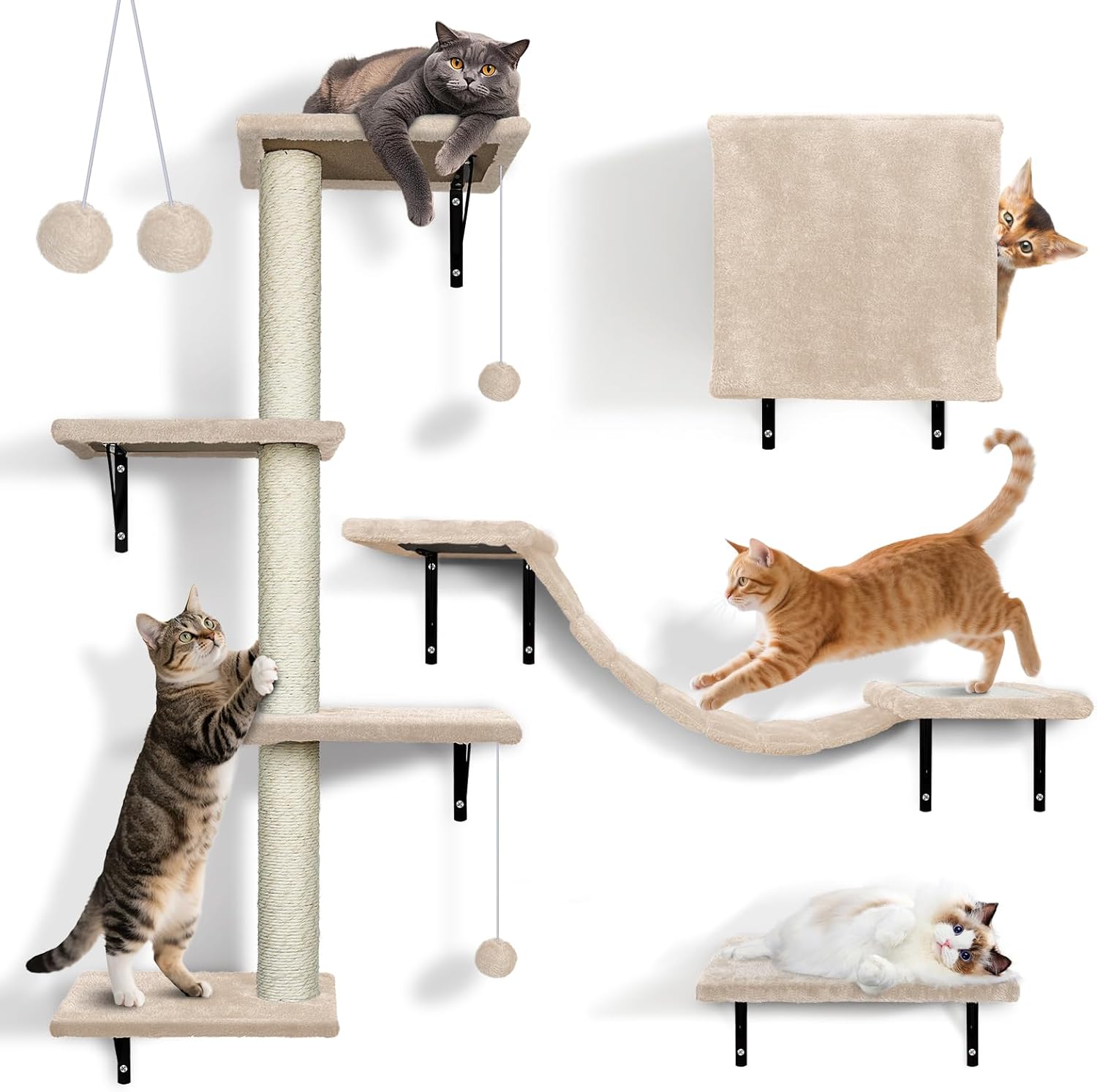 mur d’exercice et observation pour chat domestique